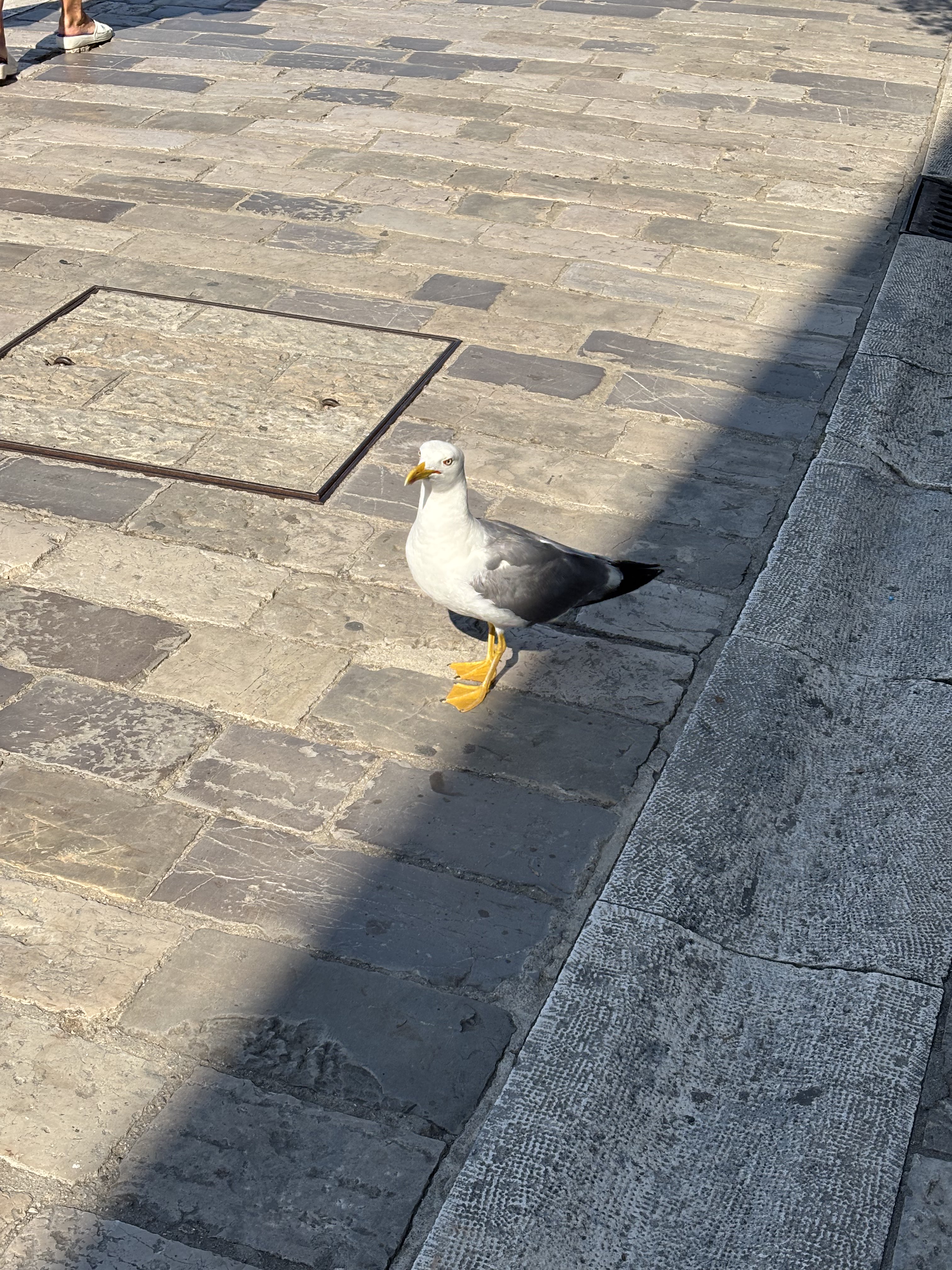 Galeb